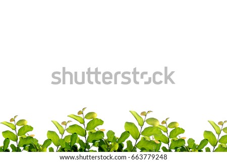 Similar – cress forest Cress Grass