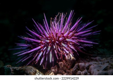 Top lighting of a common purple sea urchin on a reef at California's Channel Islands National Park brings out its true beauty. - Powered by Shutterstock