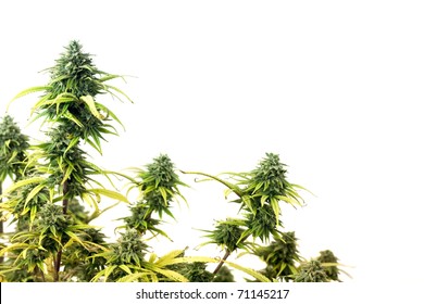 The Top Of Marijuana Plant Isolated Over White Background