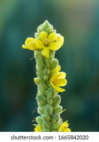 A Top Of A Mullein