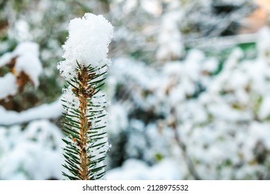 Top and needles of a spruce covered with snow after a snowfall. The top of a young fir tree in the snow against the background of a blurred snowy forest, copy space.