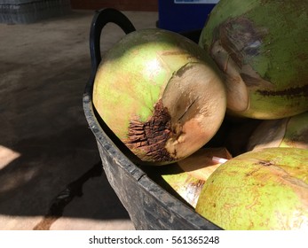 Top opened Rotten coconuts.