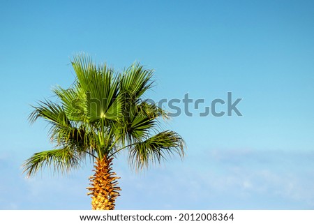 Top palm tree against blue sky