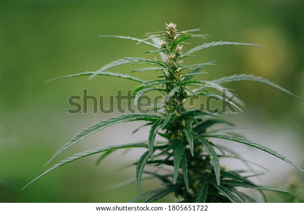 Top part of cannabis\
plant growing outside, pollen bubs and sticking out leaves. Blurred\
background.
