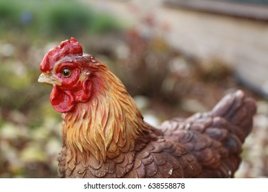 Top part of a synthetic rooster against a blurred background - Shutterstock ID 638558878