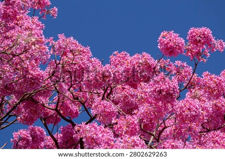 The top of a pink ipe tree filled with round clusters of flowers.