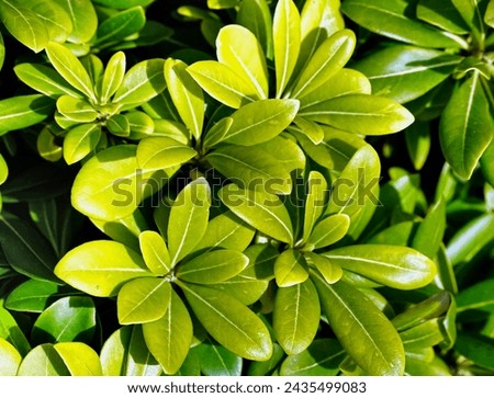 Top of the Pittosporum tobira decorative evergreen plant with leathery leaves