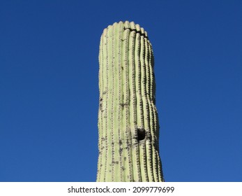 Top Of Saguaro Cactus With Bird Hole, Blue Sky