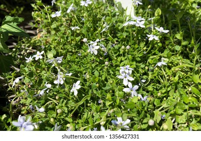 Top Shot Of Blue Star Creeper Flowers And Leaves 