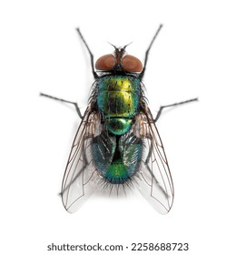 Top shot of a Green bottle fly species, probably Lucilia sericata,  isolated on white - Powered by Shutterstock