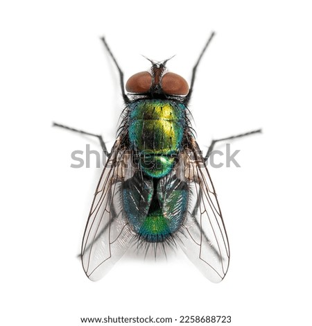 Top shot of a Green bottle fly species, probably Lucilia sericata,  isolated on white