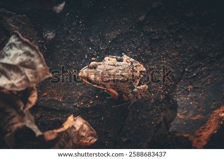 A top shot of a small textured red frog in a forest