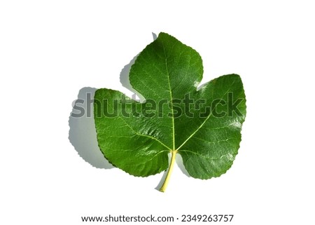 Top side view of a fig leaf (Ficus carica) on a white background.    