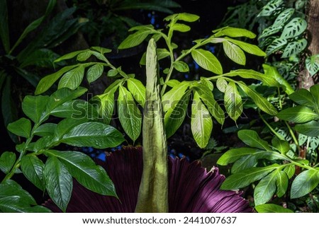 The top of the spadix of a Corpse Flower in bloom in a greenhouse with the leaves of other Corpse Flowers surrounding it