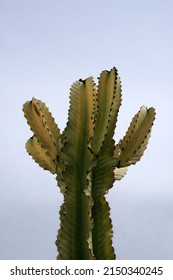 Top of a tall Candelabra Cactus (Euphorbia Lactea)