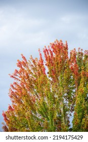 The Top Of A Tall Tree Going Through An Autumn Rainbow Of Colors Leaf Change With A Big Sky Vertical