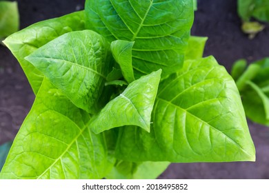 Top Of The Tobacco Stem With Big Young Leaves, Top View Close-up In Selective Focus
