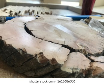 Top Of A Tree Cross Section Wood Sample In A Dendrochronology Workshop