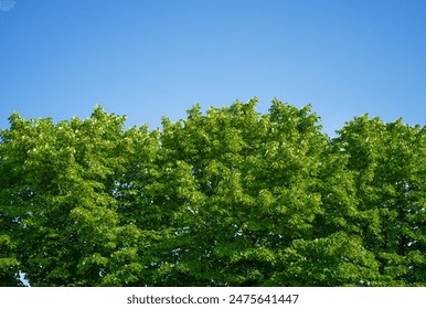 Top of trees and clear blue sky background - Powered by Shutterstock