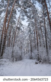 Top Of The Trees In The Forest Covered With Fresh Snow Lent Over The Snowy Road On Sunny Winter Day