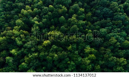 Top of trees looking down from drone