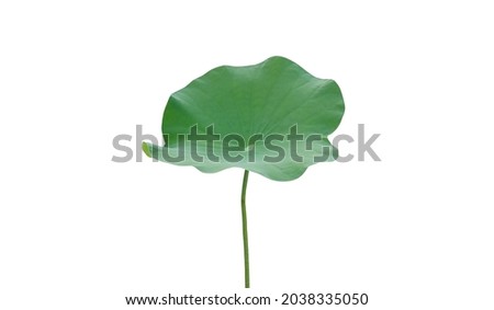 Top veiw, Single lotus leaf green isolated on white for background or design, striped plants, greenery nature, water lily leaf