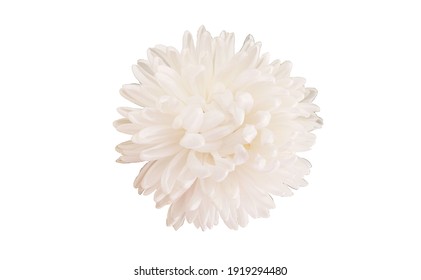 Top veiw, white chrysanthemums flower blooming  isolated on white background for stock photo or illustration