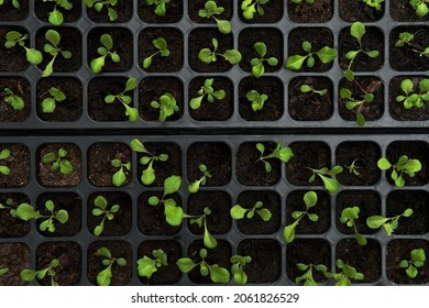 Top View Above Closeup Growing Baby Fresh Young Green Vegetable Lettuce Organic Salad In Black Plastic Tray Container With Light Outdoor Background. How To Take Care Of Plant Concept