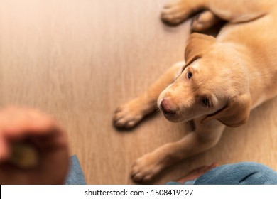 Top View Above Of Dudley Labrador Retriever Dog Lying Down On Wooden Floor Looking Up Waiting For Snack.