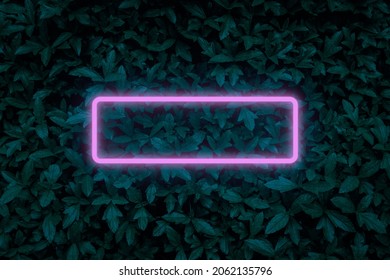 Top View Abstract Green Leaves Texture Pattern Background In Dark Color With Purple Rectangle Frame With Neon Light Effect. Nature Background Wallpaper At Night For Advertising Text Mockup.