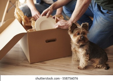 Top view of adorable dog and owners in background  - Shutterstock ID 558756076