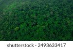 Top view, aerial view of mixed forest, green deciduous trees The rich natural ecosystem of the rainforest concept is about conservation and natural reforestation.