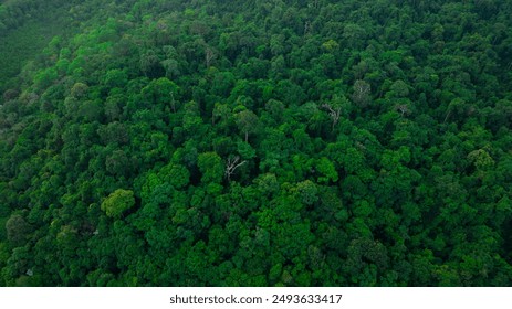 Top view, aerial view of mixed forest, green deciduous trees The rich natural ecosystem of the rainforest concept is about conservation and natural reforestation. - Powered by Shutterstock