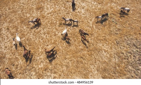 15,616 Horse top view Images, Stock Photos & Vectors | Shutterstock