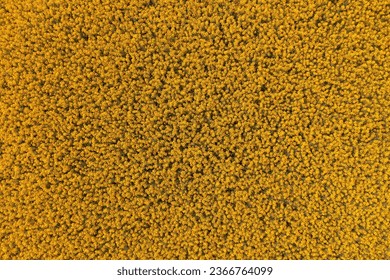 Top view aerial shot of blooming oilseed rape or canola crop field from drone pov, agriculture and farming conceptual background - Shutterstock ID 2366764099