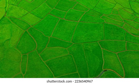 Top view or aerial shot of fresh green rice fields on July at Sapan Village, Nan Thailand - Shutterstock ID 2236540967