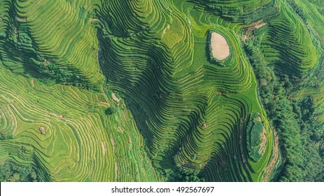 Pohled shora nebo letecký záběr čerstvých zelených a žlutých rýžových polí.Longsheng nebo Longji Rice Terrace v Ping An Village, Longsheng County, Čína.