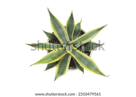 Top view of an agave americana plant