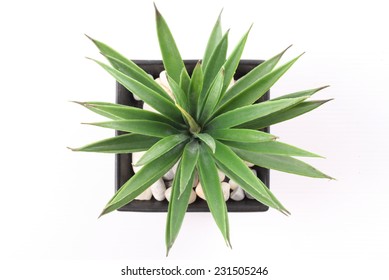 Top View of Agave in Pot isolated on white background
