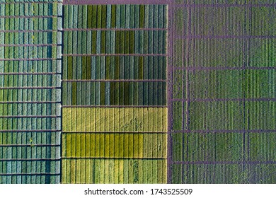 Top View Of Agricultural Test Plots With Different Sorts Of Cereal Crops, Hybrids, Shoot From Drone