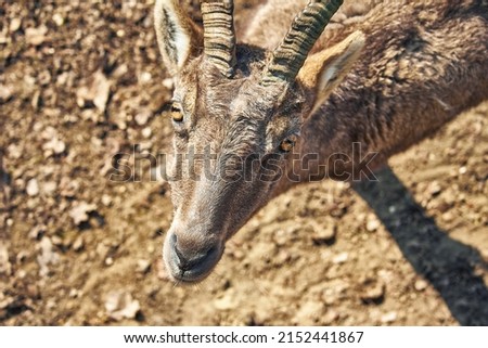 A top view of the alpine ibex looking up in the Wildpark Gangelt, Germany