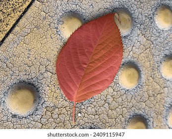 Top View of Amber Red Autumn Leaf on Orange Tenji Blocks in Japan: stockfoto