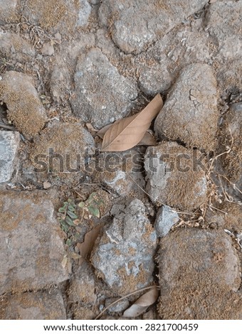 Top view of ancient rustic stone pavement covered with dry moss and fallen autumn leaves