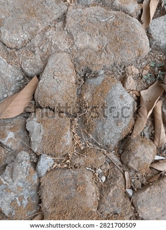 Top view of ancient rustic stone pavement covered with dry moss and fallen autumn leaves