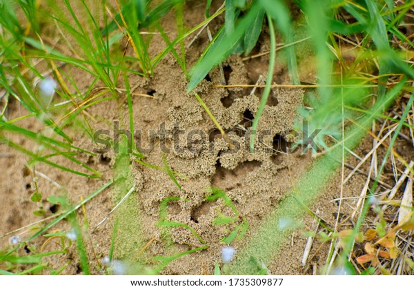 Top view of\
ant burrows. The home of the\
ants.