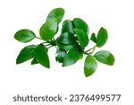 Top View of Anubias golden clump popular aquatic plants isolated on white background with clipping path