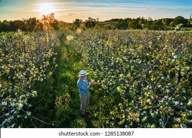 Top View. An Apple Grower Checks The Flowering Of His Apple Trees At Sunset, In Spring