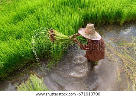 Top view Asian woman farmer working in rice field.High speed shutter for stop the water.