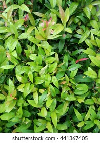 Top View Of Australian Rose Apple 