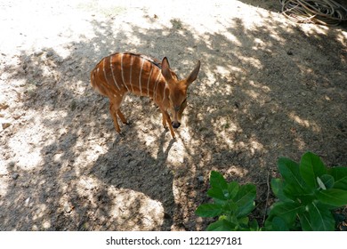 Top View Of Baby Bongo Under The Tree With Sunlight At Park.